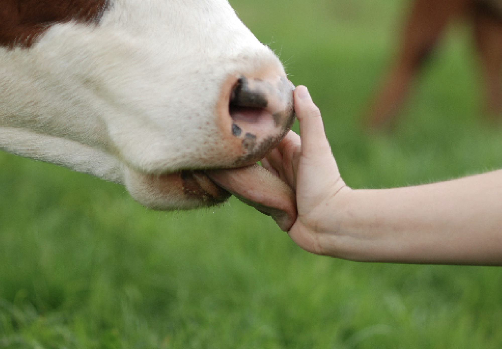 New Q-Facts Alert: When to suspect Q FEVER (<em>Coxiella burnetii</em> infection) in cattle?